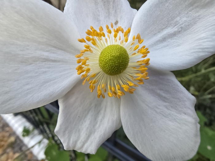 Das im Vergleich mit dem Galaxy Z Fold 7 gemachte Bild ist etwas weniger scharf und dunkler. (Bild: Tobias Költzsch/Golem)